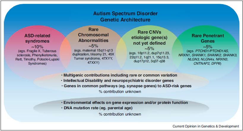 2. Descripción del autismo Bases genéticas A nivel genético, el autismo parece ser producido por: - Síndromes genéticos relacionados con el autismo - Anomalías cromosómicas raras - Alteración de
