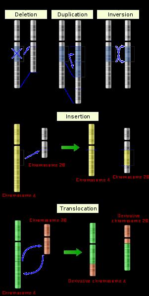 1. Introducción: Qué es la genética médica? El cariotipo Trisomía 21 (S.