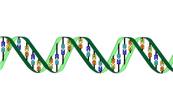 Duplicación del ADN Los genes se copian duplicando la molécula de ADN, como si fuera una cremallera.