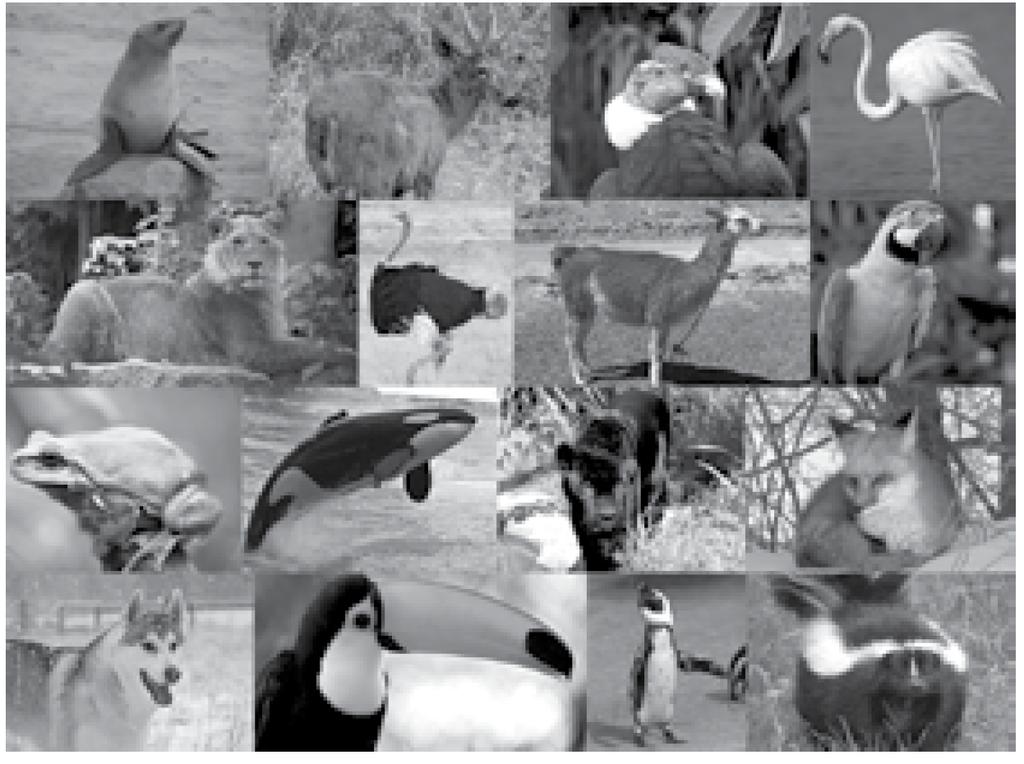 Ejemplo 3 OA_2 Observar y comparar animales de acuerdo a características como tamaño, cubierta corporal, estructuras de desplazamiento y hábitat, entre otras.