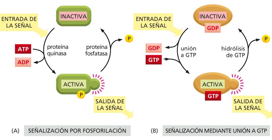 Dos tipos de proteínas de señalización intracelular que actúan como interruptores moleculares Figura