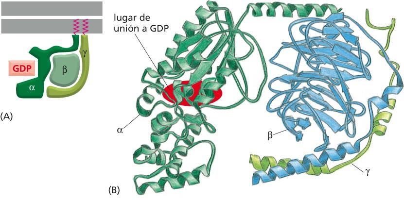 Estructura de una proteína G (trimérica) Figura 15-31 Biología molecular