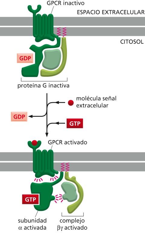 Activación de una proteína G mediante un GPCR activado Figura 15-32 Biología
