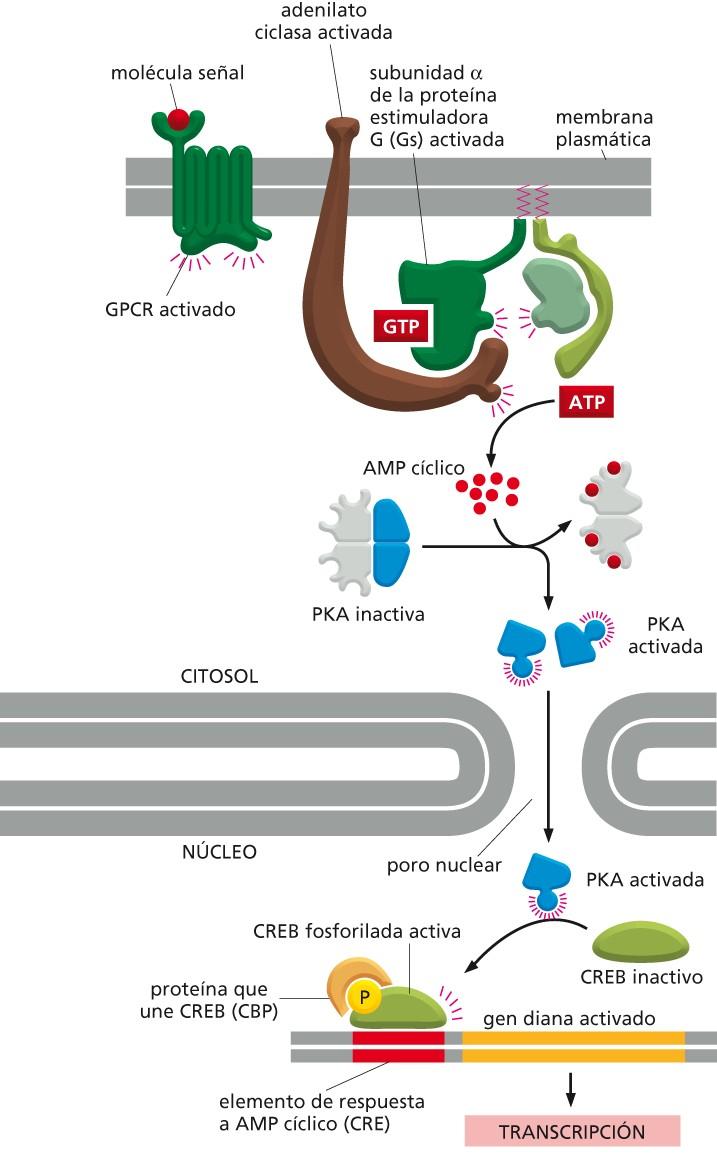 Regulación de la expresión génica como resultado del aumento del AMP cíclico intracelular Figura