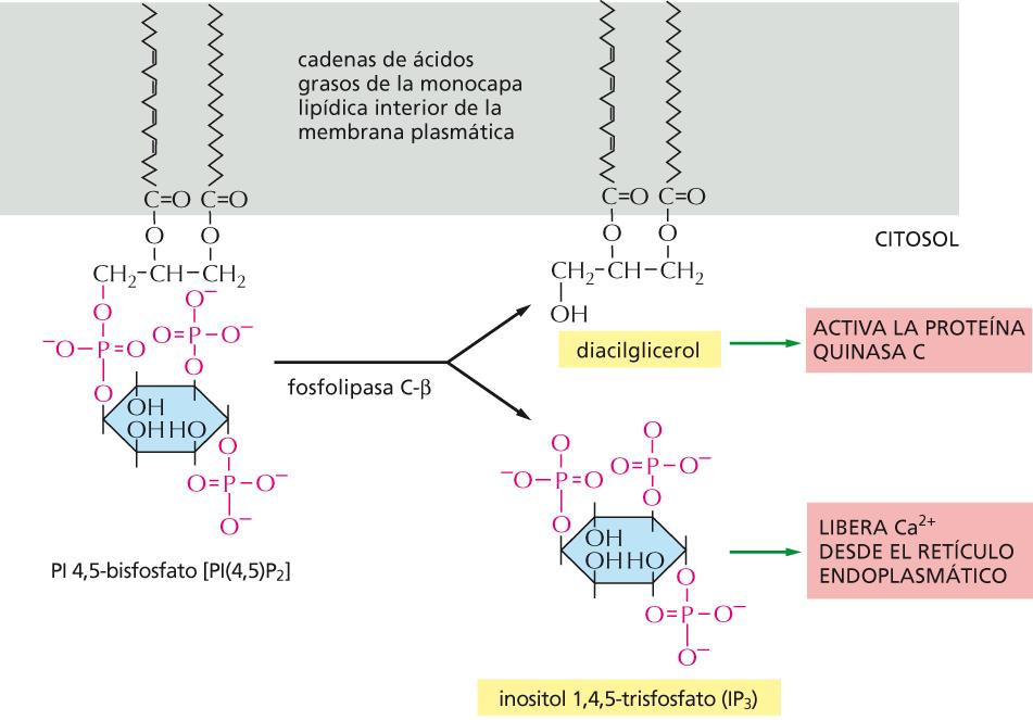 Hidrólisis de PI(4,5)P2 por PLCβ Figura 15-38 Biología molecular de