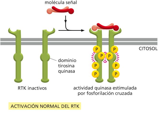 Activación e inactivación de RTK por dimerización.