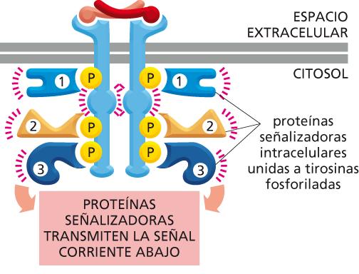 Anclaje de proteínas señalizadoras intracelulares a fosfotirosinas en un RTK activado Figura