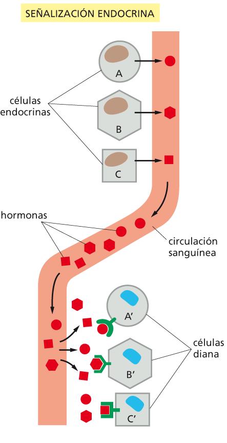 Señalización endócrina y nerviosa