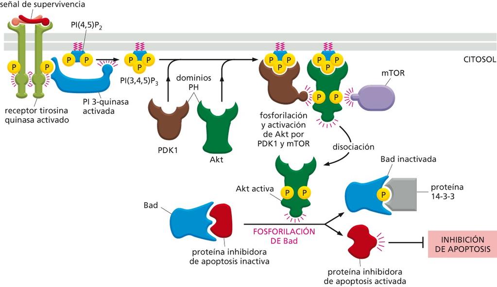 Estimulación de la supervivencia celular a través de la señalización por PI 3-kinasa Figura