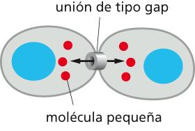 Señalización a través de uniones de tipo gap. Las células comparten moléculas señalizadoras pequeñas Ej.