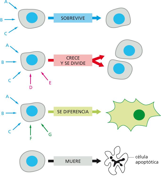 Dependencia de múltiples moléculas señalizadoras extracelulares Figura 15-8 Biología
