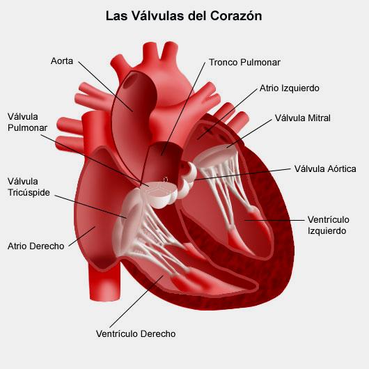 A medida que el músculo cardíaco se contrae y relaja, las válvulas se abren y cierran, permitiendo la entrada de