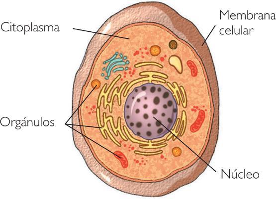 TIPOS DE CELULAS CÉLULA PROCARIOTA Procariota: Célula poco evolucionada, no presenta membranas nuclear, por tal razón no presenta núcleo definido, es