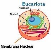 CÉLULA EUCARIOTA Eucariota: Células mas evolucionadas, posee membrana nuclear, razón por la cual presenta núcleo definido, es propia de los