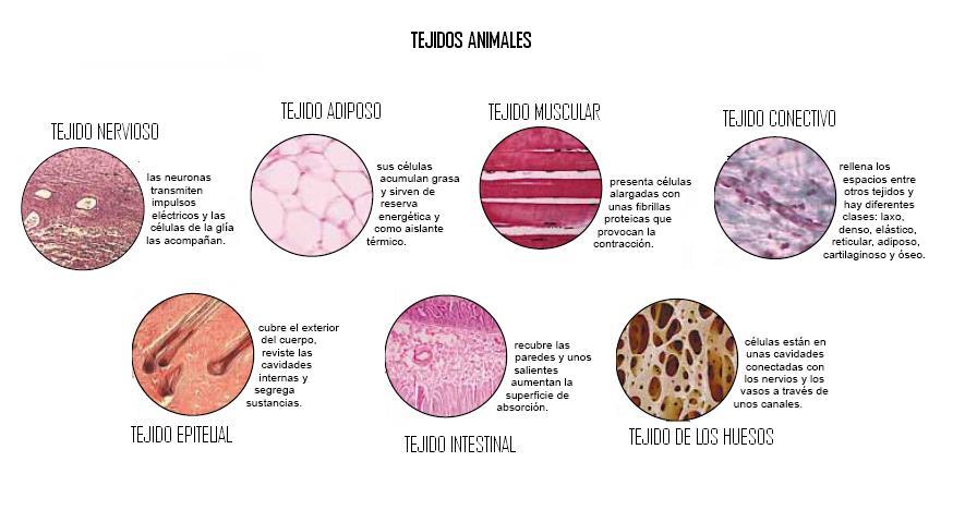 TEJIDOS Es la unión de muchas células que se organizan y especializan para organizar una función común, Por