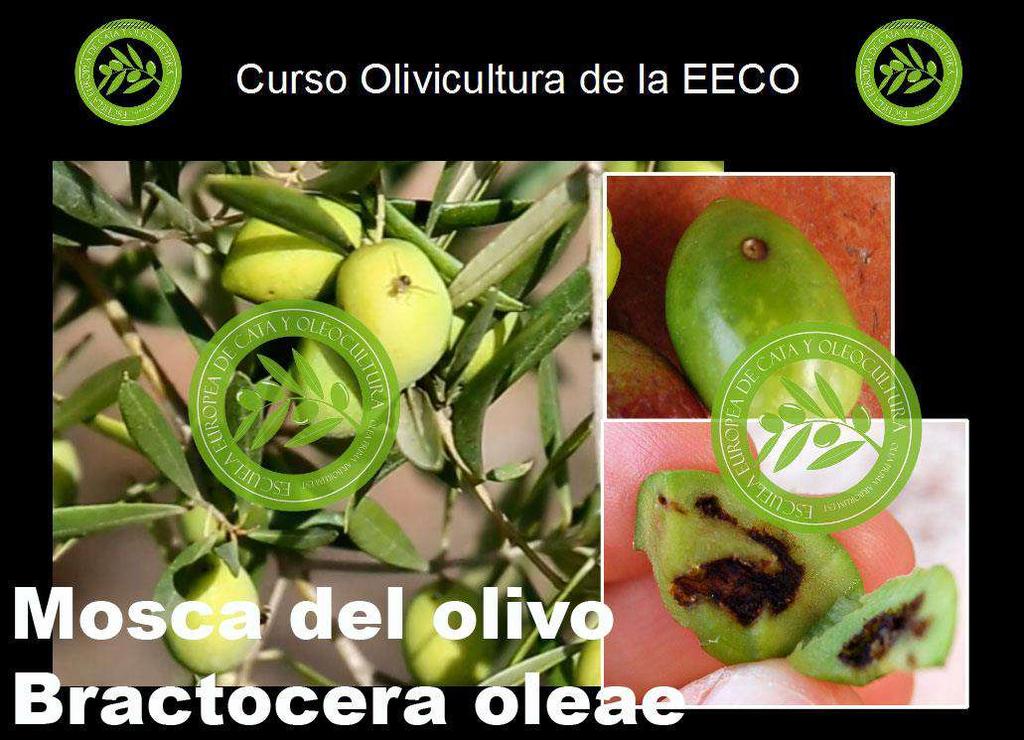 1-CONTROL PLAGAS Y ENFERMEDADES La mosca del olivo es el