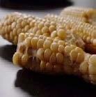 Los estudiantes usarán los cuadros de Punnett para modelar cruces asumiendo que solo uno, dos, o tres genes determinan las diferencias entre el teosinte y el maíz.
