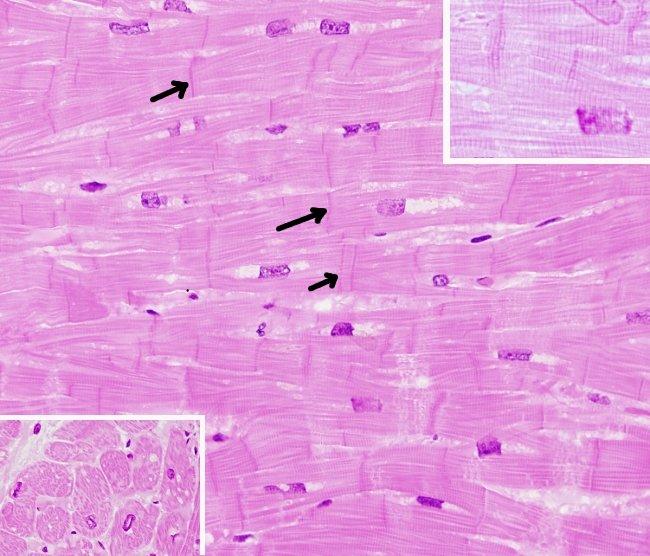 Cuestionario. Tejidos animales. 12 1) A las células musculares se les denomina miocitos o fibras musculares.