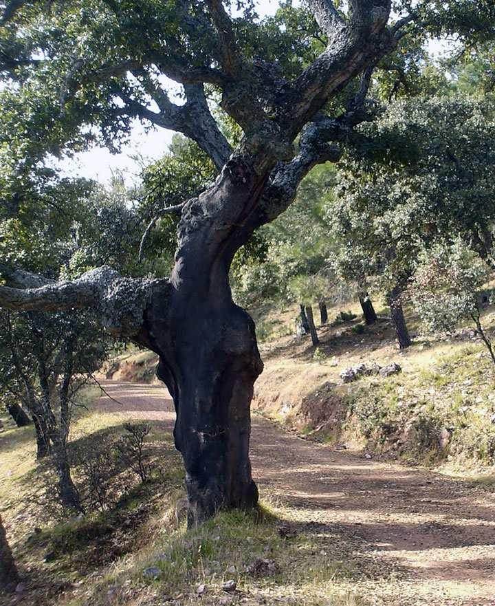 HÁBITATS En el Parque Natural de Despeñaperros podemos encontrar los siguientes tipos de hábitats: Estanques temporales mediterráneos Brezales secos europeos Brezales oromediterráneos endémicos con