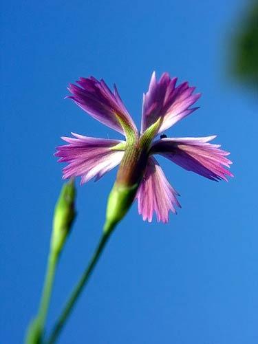 4. Otras especies pertenecientes a la misma familia Dianthus deltoides Nombre vulgar: Clavelina Altura: 10-30 cm. Flor: Regular (actinomorfa).