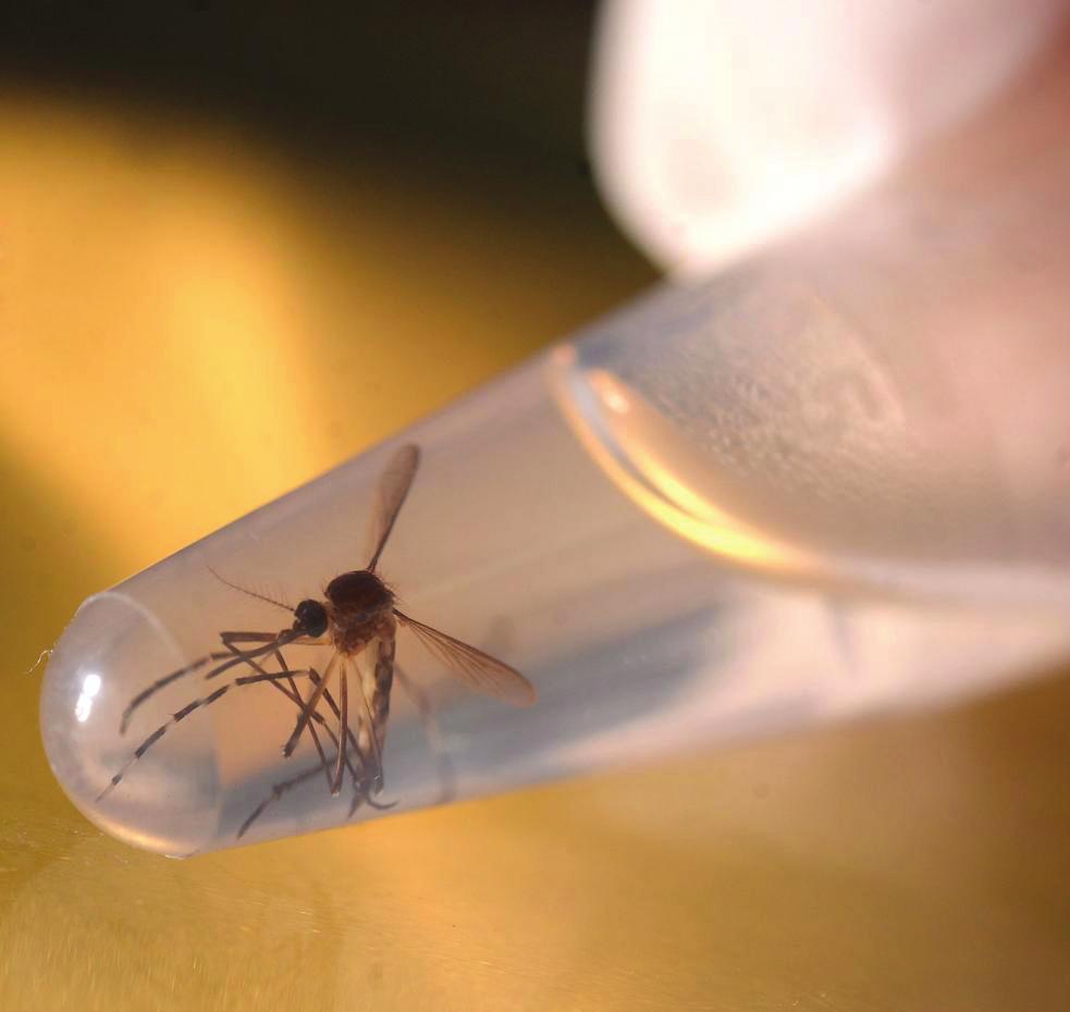 empresalud El diagnóstico de la infección por virus de Zika, se establece con el cuadro clínico y el antecedente de haber estado en una zona donde el virus esté presente.