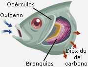 La mayoría de los peces no pueden obtener oxígeno directamente del aire, sino del agua que contiene disuelto ese gas.