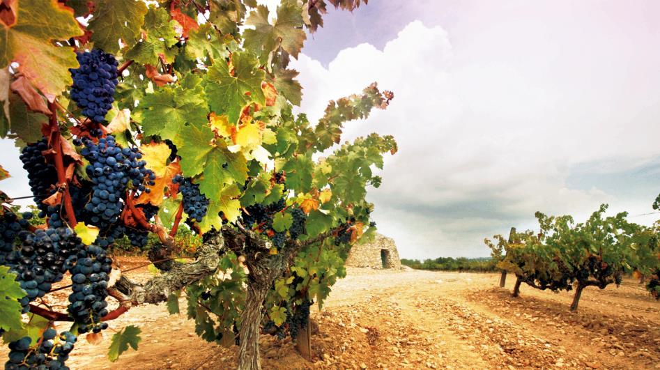 El producto más especial de los vinagres es el FLAVIVS, procedente de soleras de más de veinte años, con una crianza en barricas de roble dentro de barracas de piedra seca.