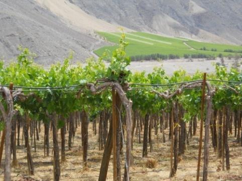 Determinar indicadores económicos de consumo de agua del sector agrícola de Huasco y cada