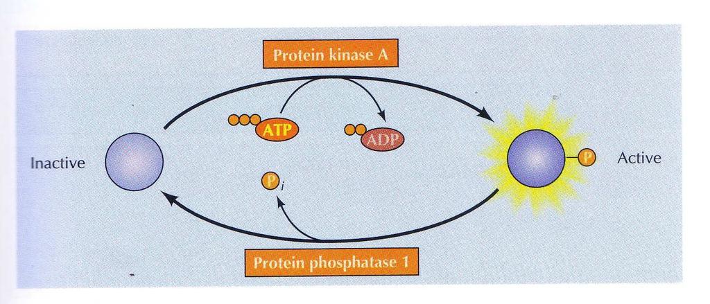 Regulación de la fosforilación de proteínas