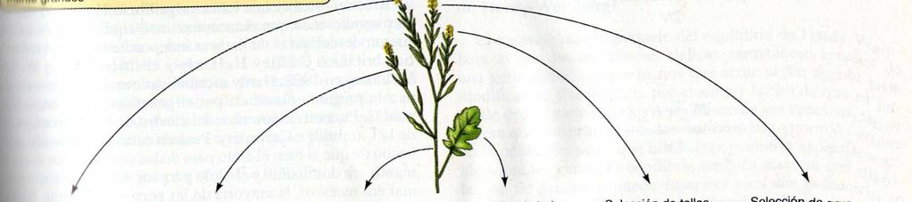 La mayor parte de las poblaciones son genéticamente variables Brassica oleracea