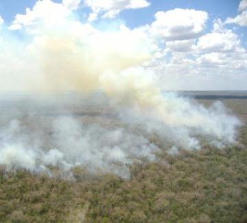 PROBLEMÁTICA Impacto ambiental y socio económico Las selvas son ecosistemas sensibles al fuego.