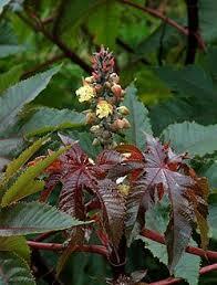 Ricinus communis, tártago Las semillas son muy tóxicas, por la presencia de una albúmina, la