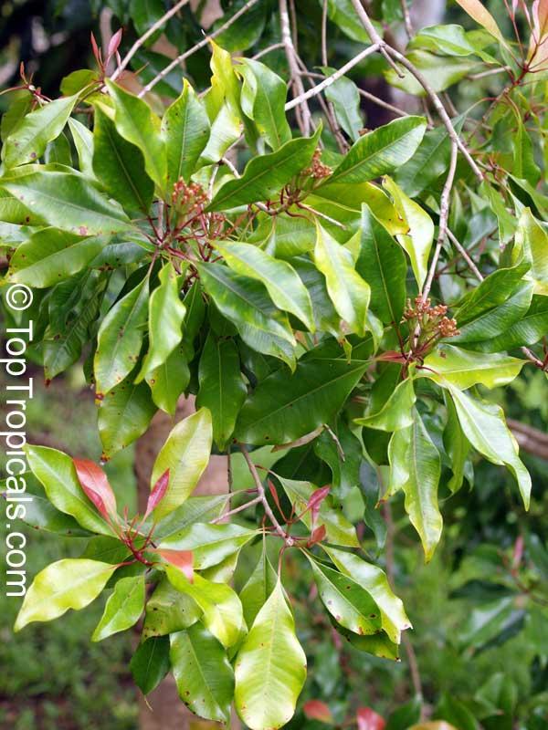 Eugenia caryophyllata, clavo de olor El clavo