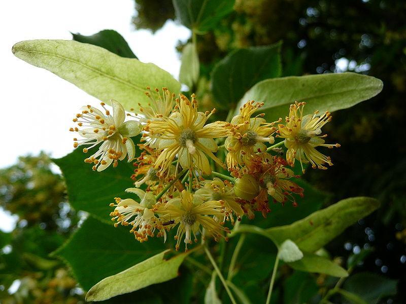 Tilia platyphyllos Las flores contienen una esencia en la cual existe farnesol, sustancia que le confiere cierto aroma.