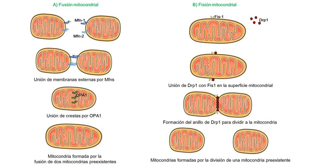 mitocondrias.