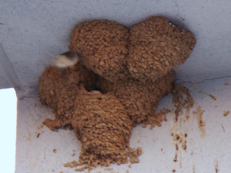 Figura. Morfología de nidos de avión común (Delichon urbicum), según las superficies de apoyo: una, dos y tres superficies (n os 1, 2 y 3), nidos sentados (nº4) y encajados (nº5).
