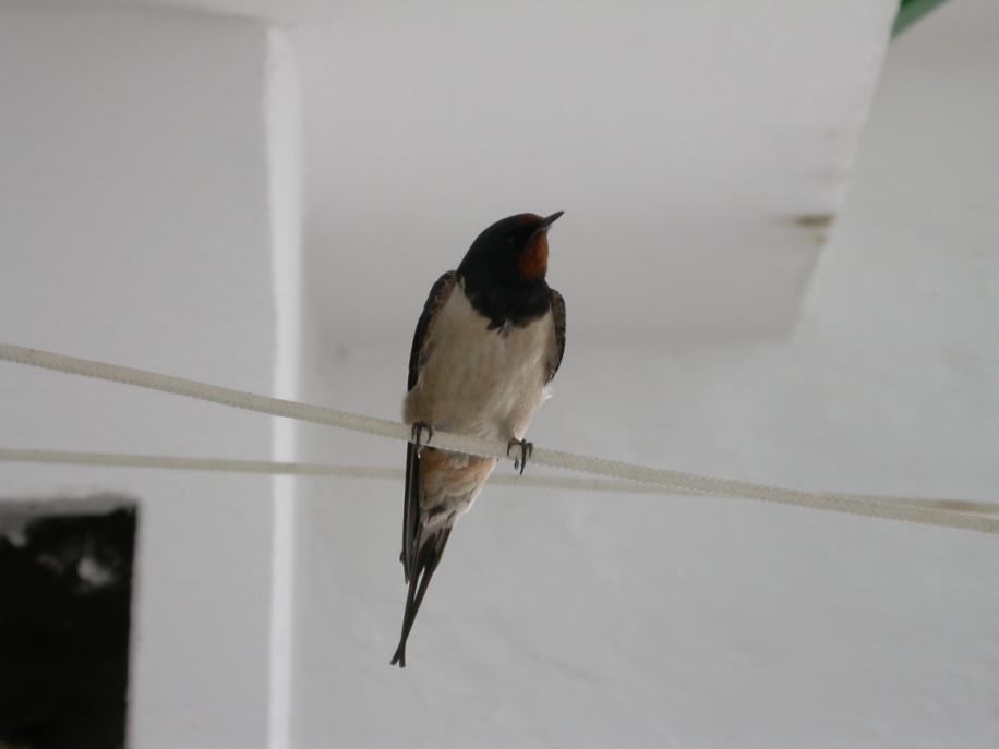 LA GOLONDRINA COMÚN Uno de los pájaros más populares es, sin duda, la Golondrina Común (Hirundo rustica).