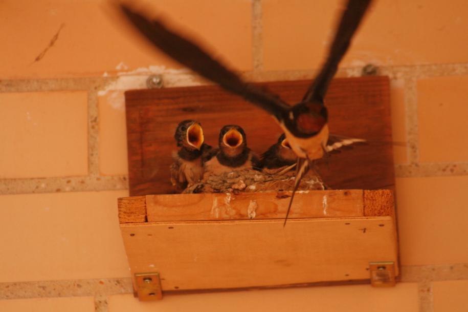 La mayor parte de los nidos que se conservan intactos a través del invierno vuelven a ser ocupados al siguiente año por la misma u otra pareja en la que a menudo está un superviviente del año