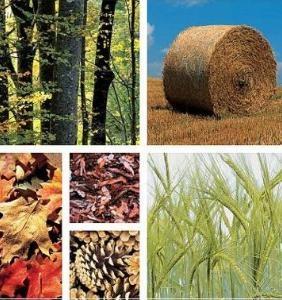 ENERGÍA DE LA BIOMASA = BIOENERGÍA La biomasa es la toda la materia orgánica susceptible de ser aprovechada/valorizada: MATERIA ORGÁNICA VALORIZABLE Recursos biomásicos: Agrícolas Ganaderos