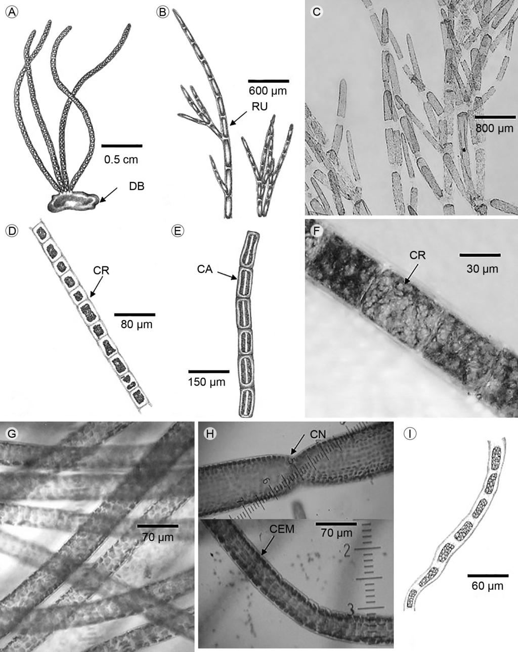 Quiroz-González et al.: Nuevos registros de Ulvophyceae para Tabasco Figura 3: A. talo de Chaetomorpha nodosa Kütz., disco basal (DB); B. talo de Cladophora sp.