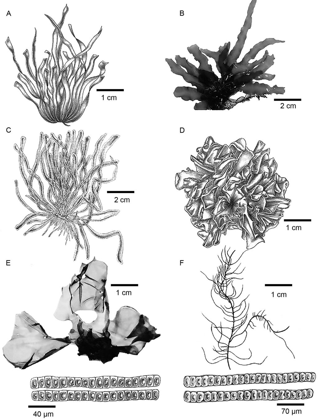 Quiroz-González et al.: Nuevos registros de Ulvophyceae para Tabasco Figura 4: A. talo de Ulva compressa L.; B. talo de Ulva fasciata Delile., se observan láminas con forma de cinta; C.