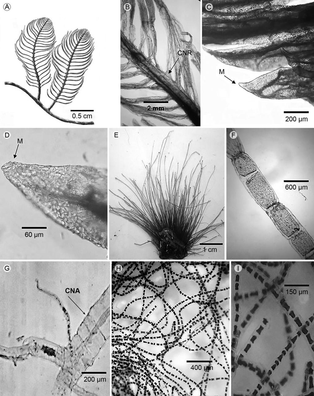 Quiroz-González et al.: Nuevos registros de Ulvophyceae para Tabasco Figura 2: A. talo de Caulerpa sertularioides f. brevipes (J. Agardh) Sved.; B. detalle de ramulas de C. sertularioides f. brevipes, constricción basal (CNR); C.