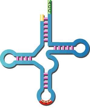 ARN TRANSFERENTE Transportan los aminoácidos hasta los ribosomas.