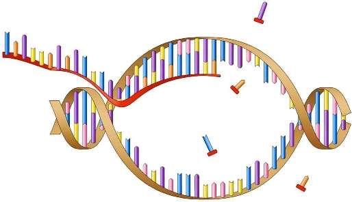 TRANSCRIPCIÓN: DEL ADN AL ARNm Consiste en el copiado de un