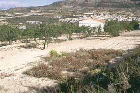 Mayo, 1999 Nº Plantas micorrizadas 60 2 Lorca Julio,