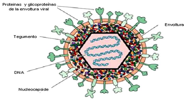 Enero - Junio de 2014. Vol. 3, No. 1. / D. Duque et.al. Figura 1. Representación esquemática de un herpesvirus.