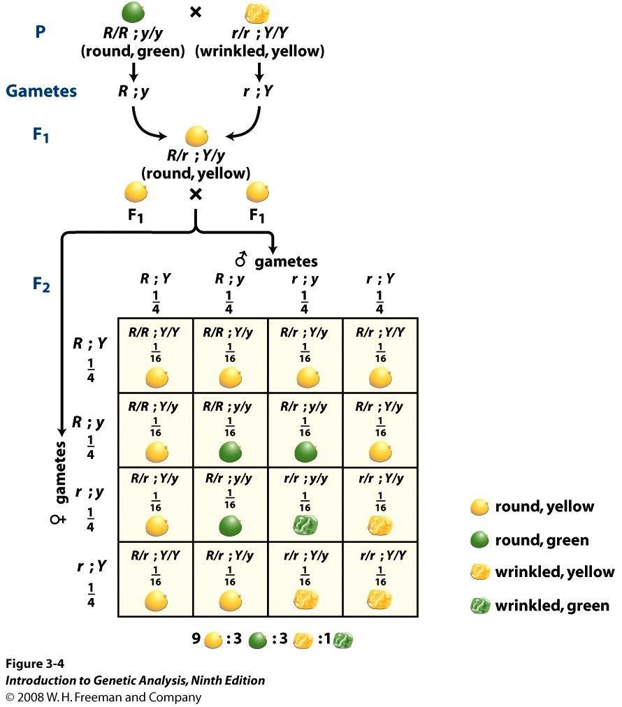 Cruce dihíbrido: Interpretación genética El cuadrado de Punnett