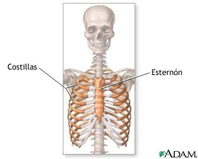 La caja torácica que está formada por el esternón, las costillas y parte de la columna vertebral protege los pulmones Caja torácica