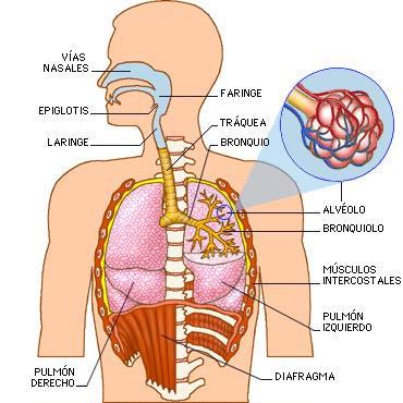 que se divide en dos bronquios y cada uno entra en un pulmón. Los bronquios se dividen en bronquiolos cada vez más finos. 3.