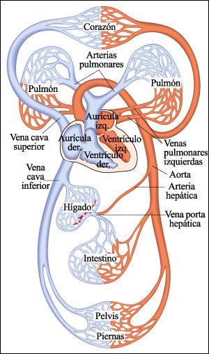 Diástole: el corazón se relaja(vuelve a su tamaño) y la sangre de las venas penetra(entra) en su interior (dentro) La sangre realiza dos caminos diferentes: uno es la circulación pulmonar y otro la